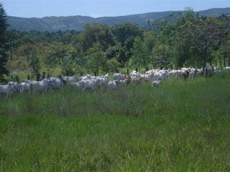 Fazenda de 440 alqueires em Natividade TO Terrenos sítios e