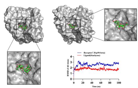 Molecular Dynamics Simulation RMSD Line plot, Cell Metabolism 2025