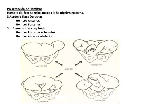 Estatica Fetal Y Nomenclatura Ppt