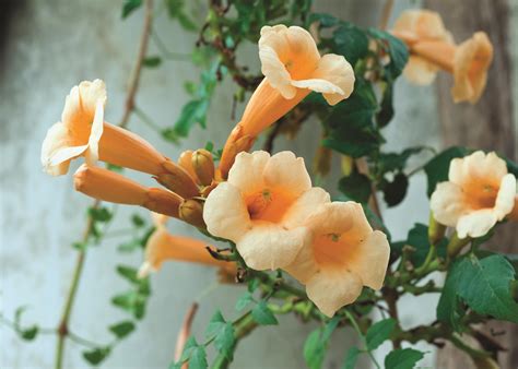 Yellow Trumpet Creeper Is A Vigorous Climber That Produces Beautiful