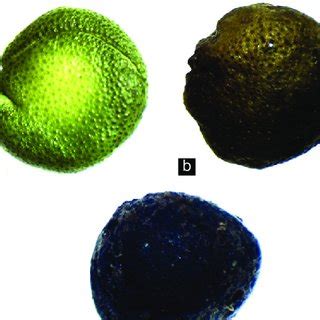 Effect Of Desiccation On Changes In Seed Morphological Traits In Curry