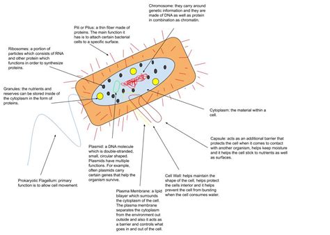 Genome - Wikiwand