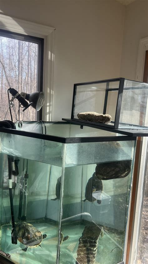 Diy Above Tank Basking Area I’m At “the Ramp Part” Lol R Turtle