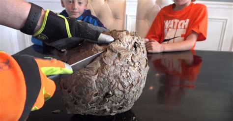 Ever Wonder What's Inside a Giant Wasp Nest? Wonder No More!