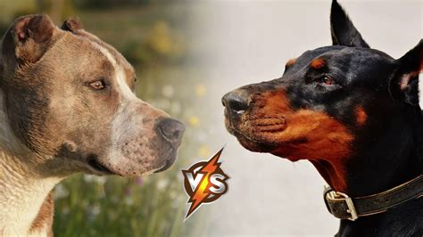 Doberman Vs Pitbull Who Is Stronger In A Fight Youtube