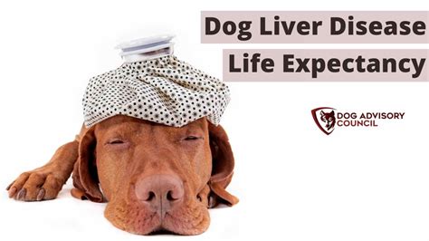 Dog Liver Disease Life Expectancy - What You Should Know! | Dog Advisory Council