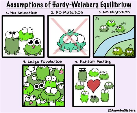 Assumptions Of Hardy Weinberg Equilibrium Science With The Amoeba Sisters