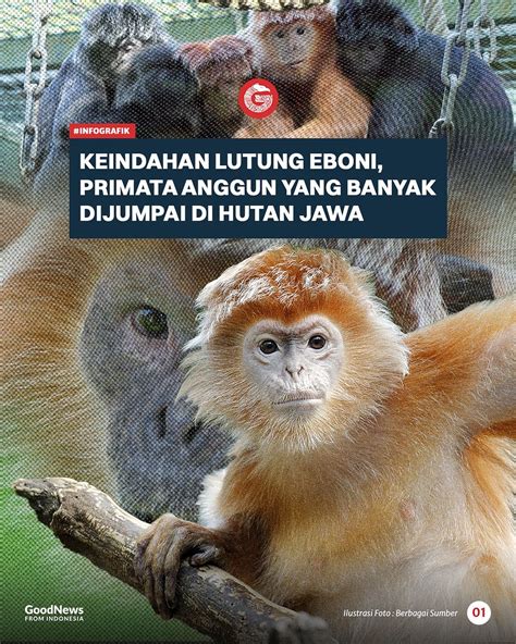 Lutung Eboni Primata Anggun Yang Banyak Dijumpai Di Hutan Jawa