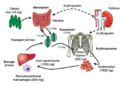 Schematic Representation Of Iron Metabolism Under Normal Conditions