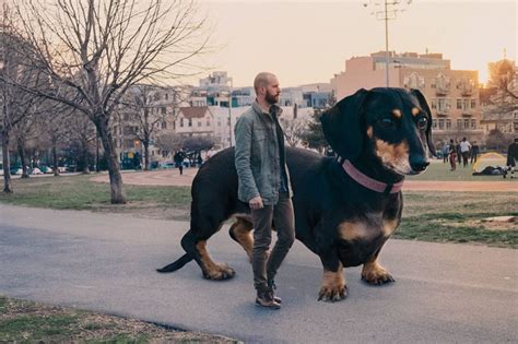 Photos Of Vivian The Giant Wiener Dog