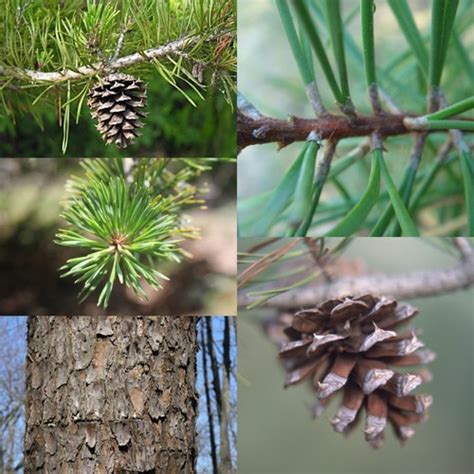 Flashcards FORS3010 Dendrology Lab 1 Species Quizlet