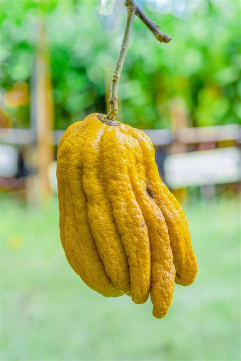 Citrus medica var. sarcodactylus, Fingered citron of Buddha's Hand