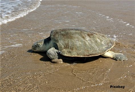 Kemps Ridley Sea Turtle Lepidochelys Kempii