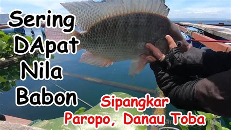 Mancing Nila Dan Lobster Dengan Umpan Lumut Batu Di Danau Toba Youtube