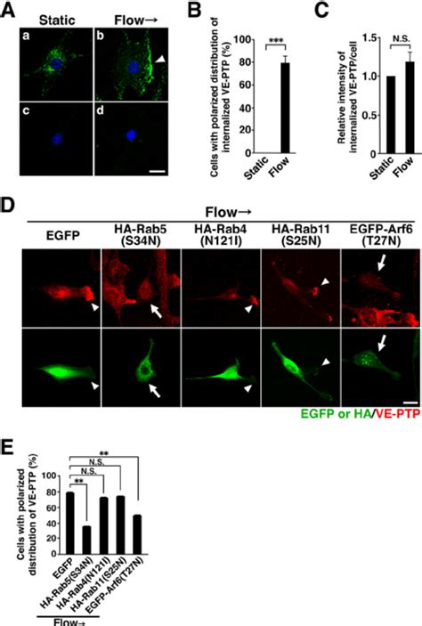 Role Of Rab5 And Arf6 In The SS Induced Redistribution Of VE PTP A