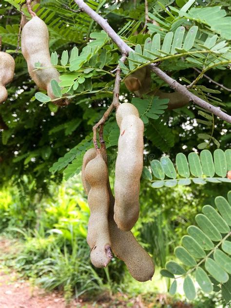 Tamarindus indica fruit stock image. Image of foliage - 99298905