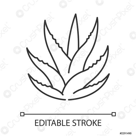 Succulent pixel perfect linear icon Aloe vera sprouts Cactus leafs
