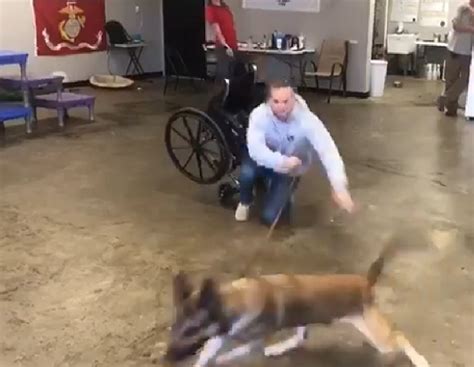 German Shepherd Hilariously Fails Service Dog Tests Inspiremore