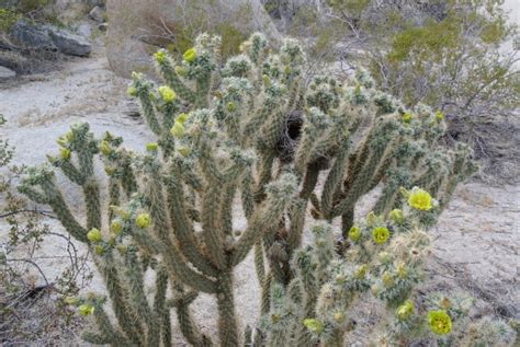 4 Of The Most Dangerous Cacti In The United States