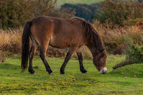 Wild Exmoor Pony Somerset England Stock Photo Image Of Country