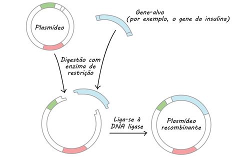 Genetica E Clonagem - Etapas Do Processo De Terapia Genetica Terapia Genica E Seu Futuro