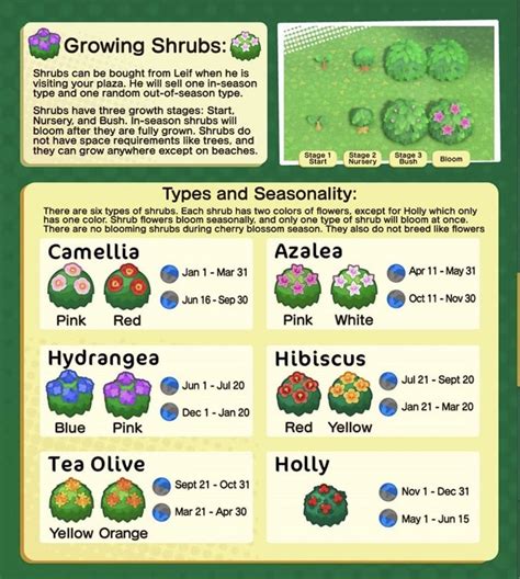 Animal Crossing Bug Guide By Month – Yoiki Guide