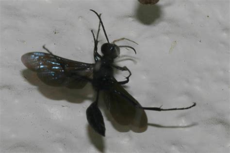 Nearctic Blue Mud Dauber Wasp In May By William Hull Wasp Is