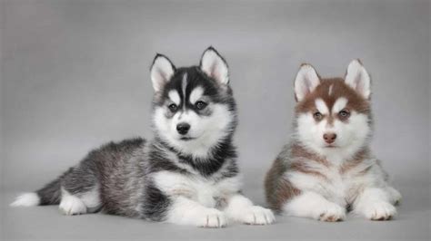 Maltese Husky Mix (Complete Breed Profile) | Paws and Learn