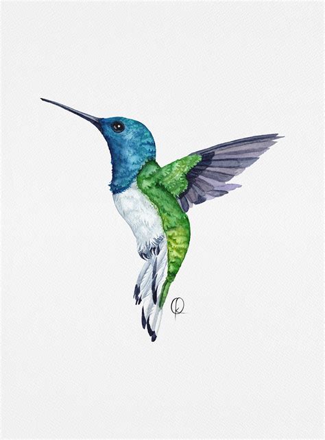 Colombian Hummingbirds on Behance