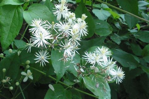 Shiny Flowers Bely Two Mans Telegraph