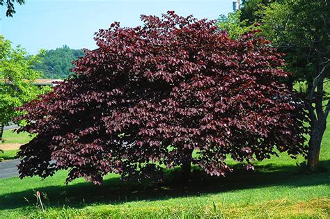 Burgundy Hearts Redbud Trees For Sale Online | The Tree Center