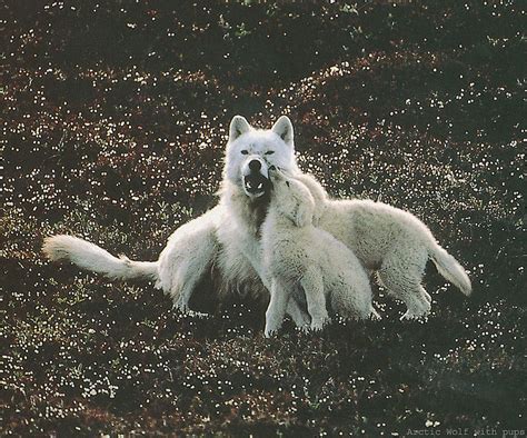 Arctic Wolves Pups