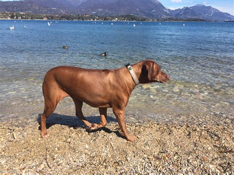 Gardasee Mit Hund Ferienhaus Italien