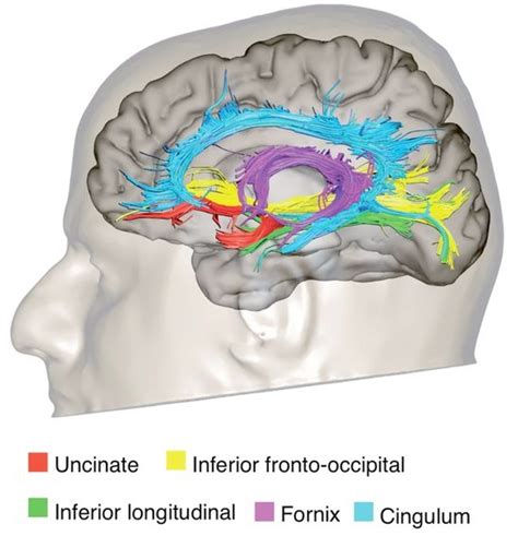 Limbic System Physiopedia