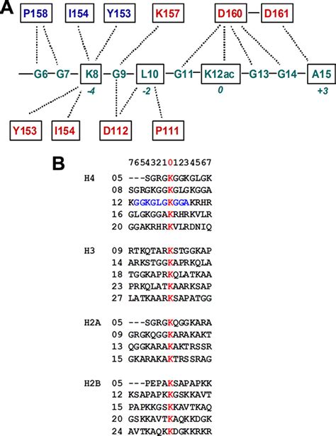 Structural Basis For Acetylated Histone H Recognition By The Human