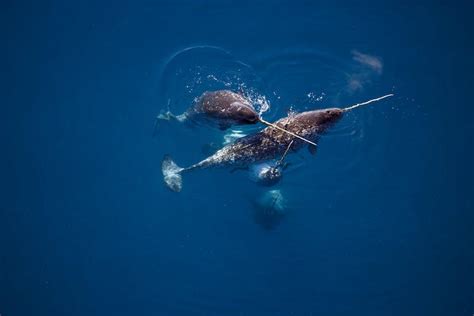 Bowhead whale | Habitat and migration - WWF Arctic