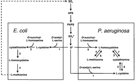 Pathways Of Cysteine And Methionine Biosynthesis In P Aeruginosa And