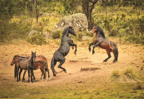 Brumby: A celebration of Australia's Wild Horses - equinenews.com.au ...