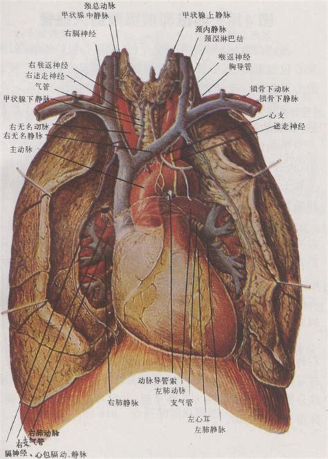 图415 心脏和前纵隔的大血管 基础医学 医学