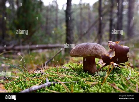 Porcini Cep White Mushroom King Boletus Pinophilus Fungal Mycelium In