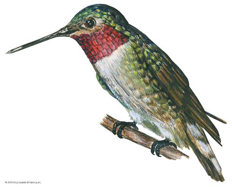 Hummingbird | Description, Species, Videos, & Facts | Britannica