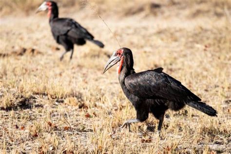 Birding In Murchison Falls National Park Artu Expeditions