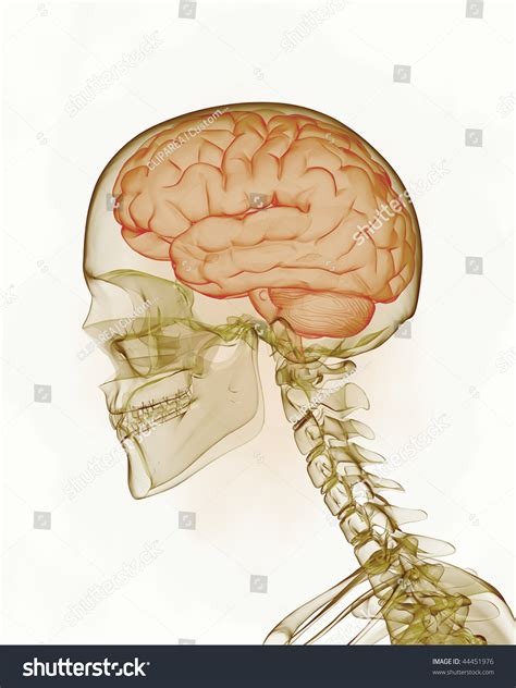 Diagram Diagram Of Brain Skull Mydiagram Online