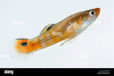 Endlers Guppy Endlers Livebearer Poecilia Wingei Male Studio