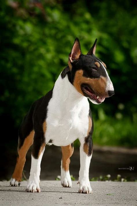 English Bull Terrier English Bulldog And Terrier Mix Info Pictures Traits