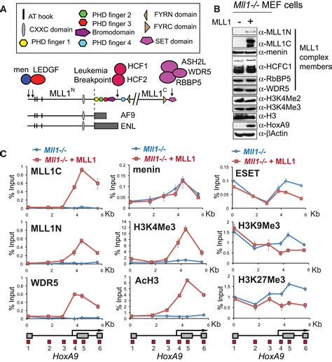 Multiple Interactions Recruit Mll1 And Mll1 Fusion Proteins To The Hoxa9 Locus In Leukemogenesis