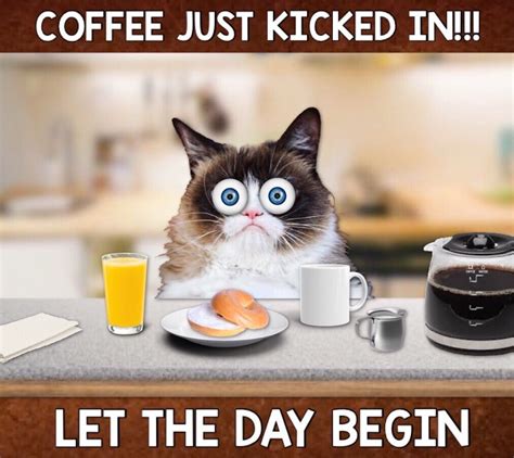 The Coffee Just Kicked In Let The Day Begin ☕️☕️☕️ Silly Cats Cute Cats Funny Cats Cat