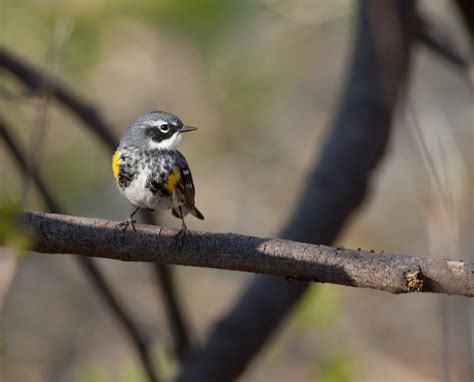 Kostenlose foto Natur Ast Vogel Flügel Tier Tierwelt wild