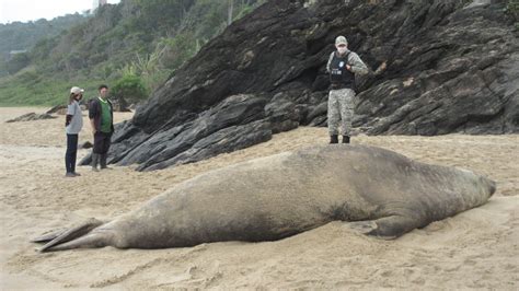 Elefante Marinho