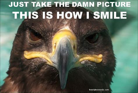 Hawk Smile Funny Animals Animals Bald Eagle